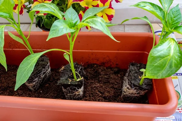 Een Foto Van Groene Planten Het Balkon — Stockfoto