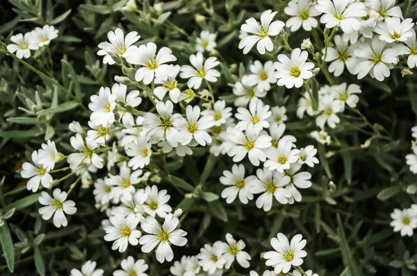 Una Toma Selectiva Del Foco Flores Blancas Hierba Puntada —  Fotos de Stock