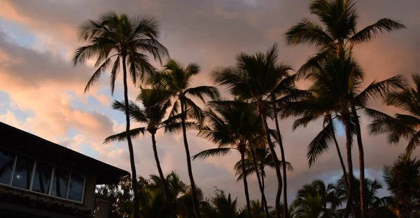 Hermoso Paisaje Palmeras Atardecer Bajo Cielo Nublado —  Fotos de Stock