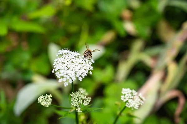 Een Close Van Een Bij Koe Peterselie Omringd Door Groen — Stockfoto