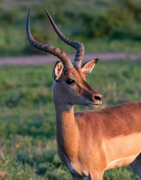 Vertikální Záběr Antilopy Stojící Zeleném Poli — Stock fotografie