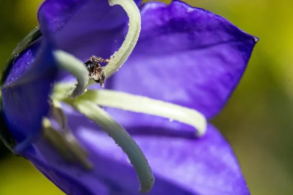 Gros Plan Une Fourmi Collée Sur Stigmate Fleur Violette — Photo