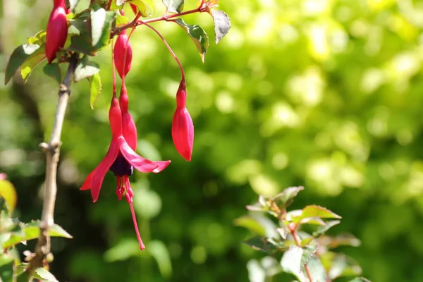Gros Plan Fuchsia Rustique Dans Jardin — Photo