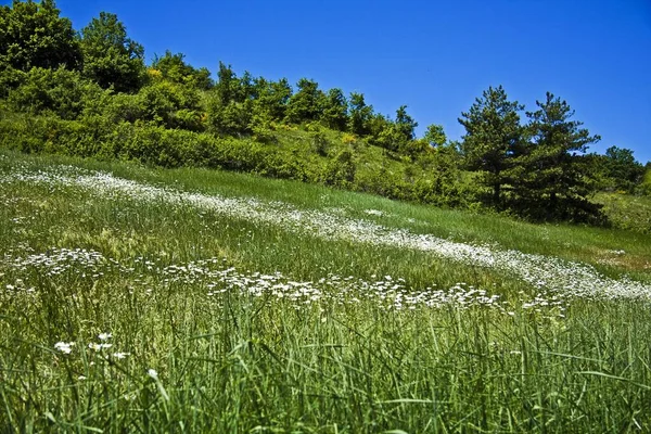 Piękna Sceneria Zielonego Pola Dzikimi Kwiatami Drzewami — Zdjęcie stockowe