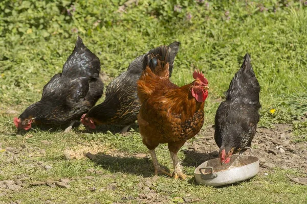 地面に茶色と黒の鶏のショット — ストック写真