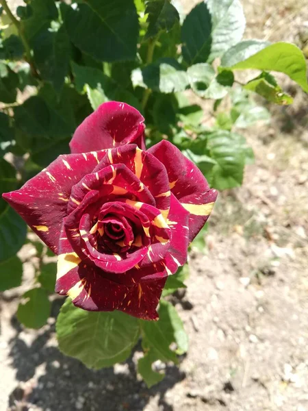 Tiro Macro Uma Rosa Híbrida Bonita Cercada Por Folhas Verdes — Fotografia de Stock