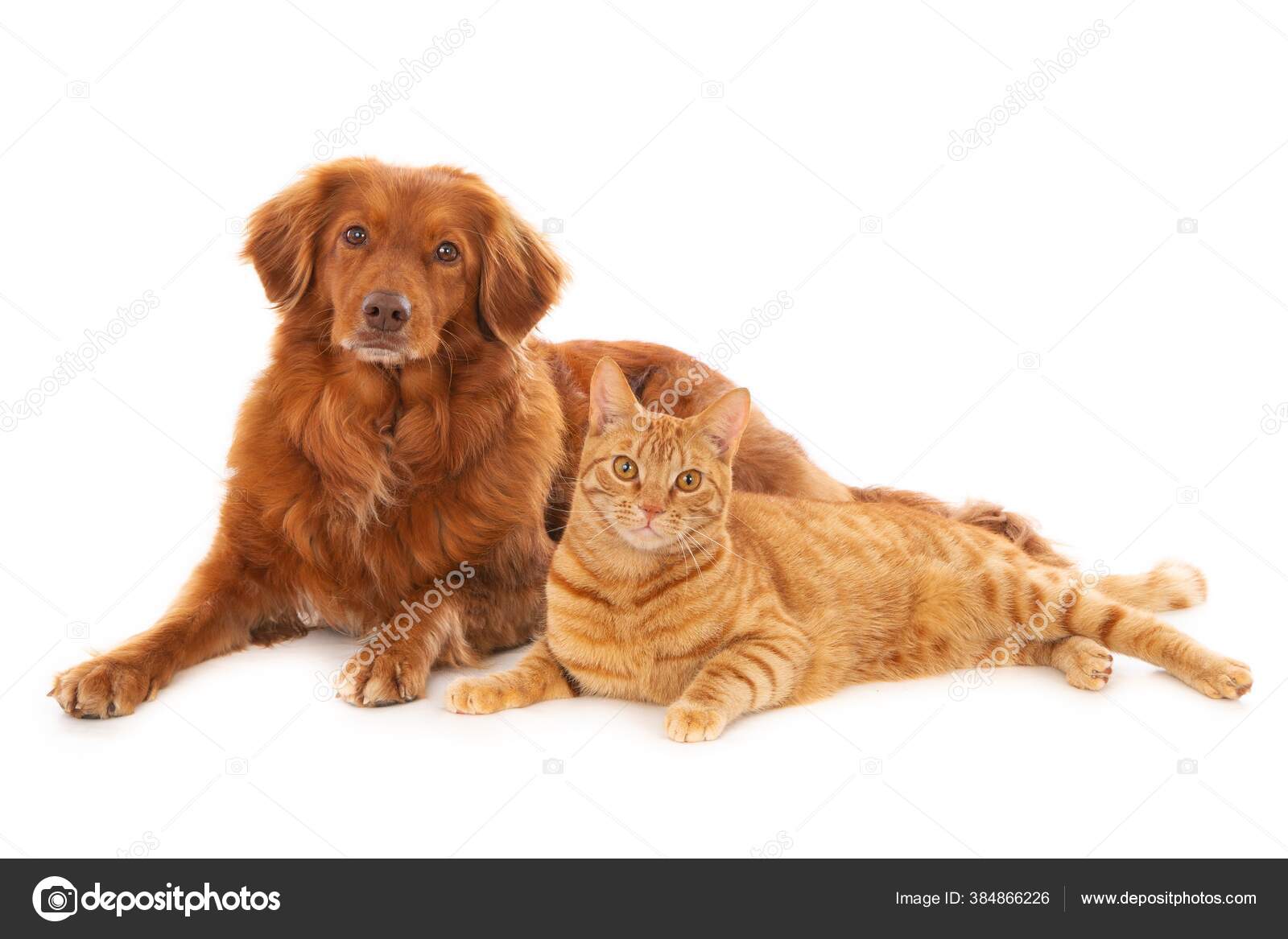 Chien Chat Images Libres De Droit Photos De Chien Chat Depositphotos