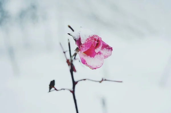 Closeup Shot Beautiful Pink Rose Covered Snow — Stock Photo, Image