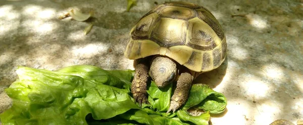 Uma Tartaruga Comendo Folhas Alface Com Uma Sombra Folhas Chão — Fotografia de Stock