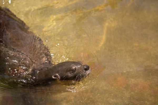 Een Baby Zeehond Zwemt Rivier Houdt Haar Hoofd Uit Het — Stockfoto