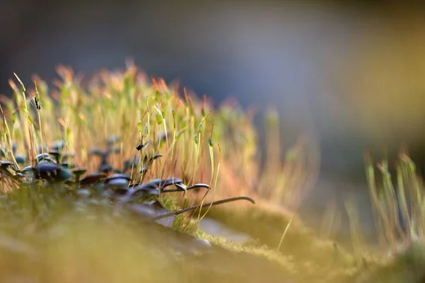 Eine Nahaufnahme Von Wildpflanzen Auf Den Feldern — Stockfoto