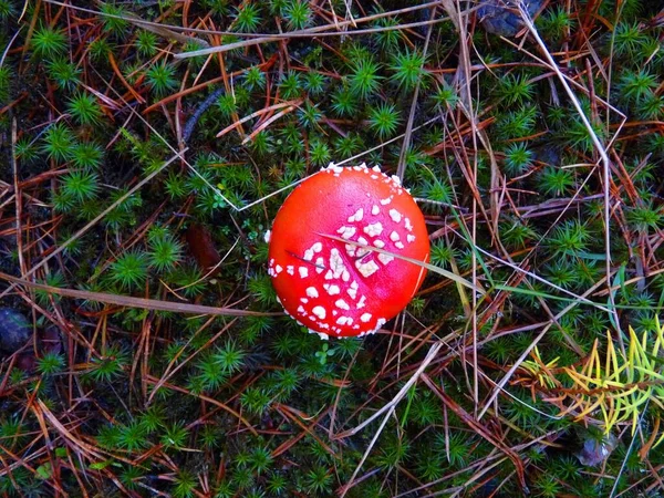 Tiro Seletivo Foco Agaric Mosca Que Cresce Solo — Fotografia de Stock