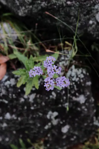 Colpo Messa Fuoco Selettiva Dei Bellissimi Fiori Viola Che Fioriscono — Foto Stock