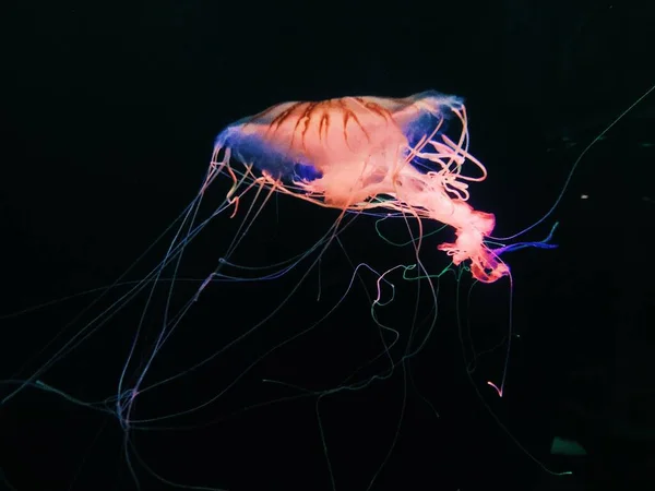 Zbliżenie Ujęcia Meduzy Pływającej Morzu — Zdjęcie stockowe