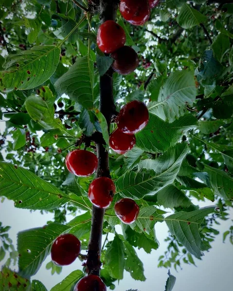 Immagine Verticale Frutti Ciliegio Rosso Foglie Verdi Albero — Foto Stock