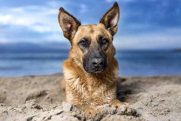 Primer Plano Perro Pastor Alemán Sobre Fondo Marino —  Fotos de Stock