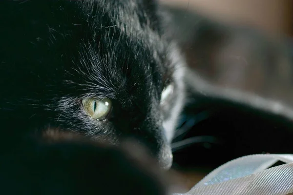 一只黄眼睛凶狠的黑猫侧面轮廓的特写 — 图库照片