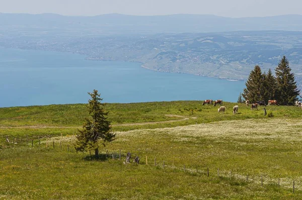 Πανοραμική Θέα Του Lavaux Ελβετία Κοπάδια Αγελάδων Τρώνε Γρασίδι Ιδανικό — Φωτογραφία Αρχείου