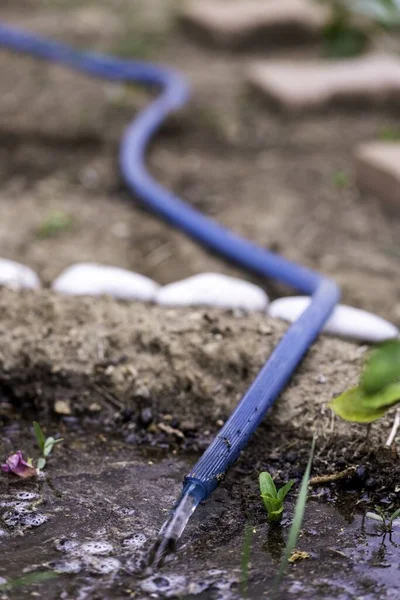 Primer Plano Una Manguera Azul Larga Que Riega Tierra Cultivada — Foto de Stock