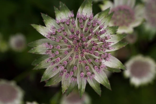 Una Macro Toma Flor Púrpura Gran Hierba Maestra —  Fotos de Stock