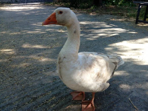 Disparo Mástil Ganso Blanco Hormigón — Foto de Stock