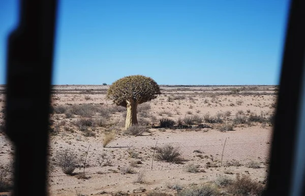 Selektivní Zaostření Jednoho Stromu Krajině Jižní Africe — Stock fotografie