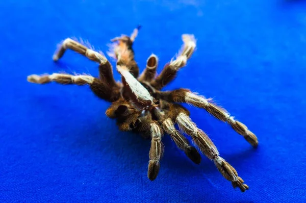 Een Closeup Van Een Grote Harige Spin Een Blauwe Tafel — Stockfoto