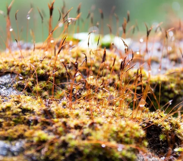 Enfoque Selectivo Hierba Recién Germinada Con Musgo Debajo — Foto de Stock