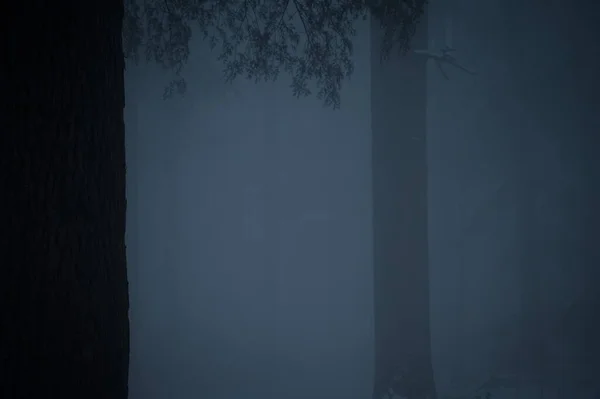 Низкоугольный Снимок Высоких Сосен Мрачным Облачным Небом — стоковое фото
