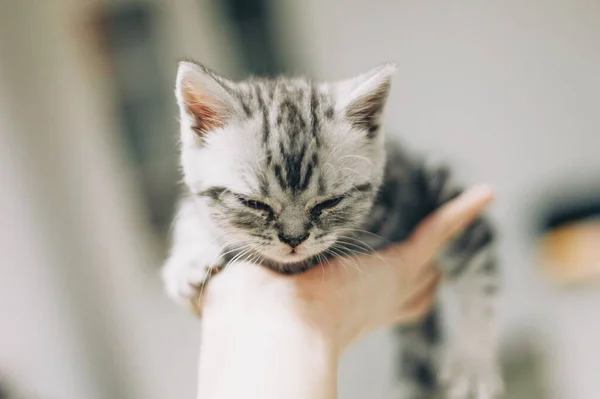 Nahaufnahme Der Hand Einer Person Die Ein Niedliches Flauschiges Kätzchen — Stockfoto