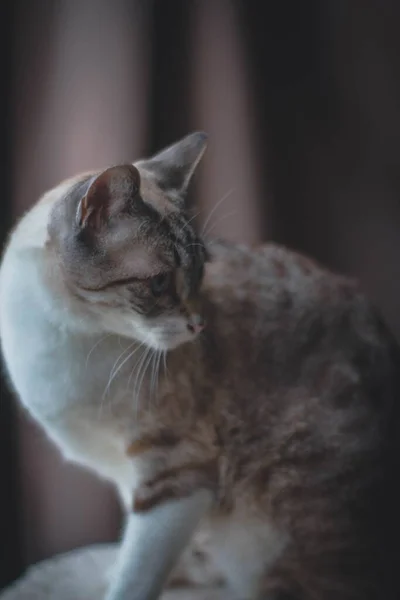 ภาพระยะใกล แนวต งของแมวส าตาลและส ขาวท สวยงามน งและมองลง — ภาพถ่ายสต็อก