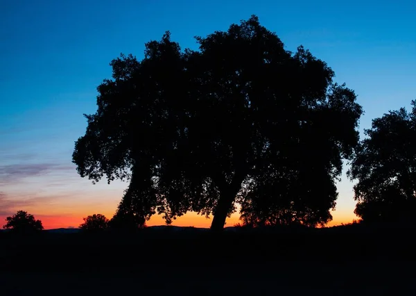 Sonnenaufgang Der Dehesa Der Extremadura Bewundern Den Kontrast Der Farben — Stockfoto