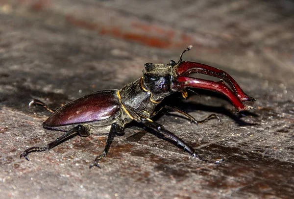 Крупный План Жука Lucanus Cervus Сидящего Грубой Деревянной Поверхности — стоковое фото