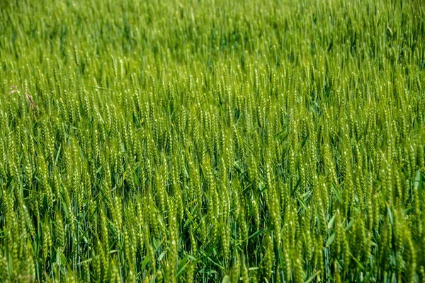 Ett Fält Fullt Täckt Med Grönt Vete Bakgrundskoncept — Stockfoto