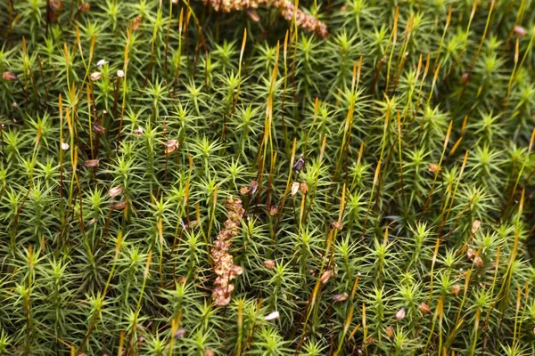 Closeup Shot Green Moss Park — Stock Photo, Image