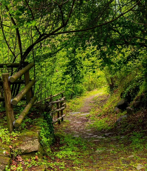 Vacker Scen Stig Tät Skog Med Några Trästaket — Stockfoto