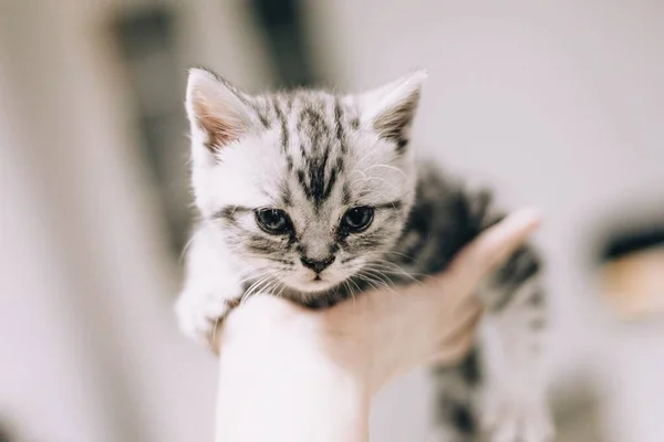 Closeup Shot Person Hand Holding Cute Fluffy Kitten — Stock Photo, Image