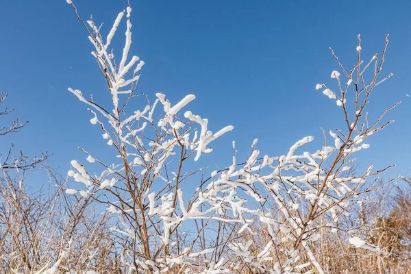 Gros Plan Branches Bois Recouvertes Neige Blanche — Photo