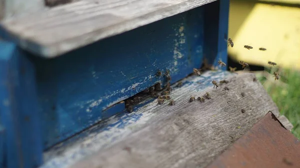 昼間の青い木製の蜂の巣のクローズアップ選択的焦点ショット — ストック写真