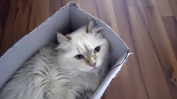 Tiro Ángulo Alto Lindo Gato Blanco Una Caja Papel Blanco —  Fotos de Stock