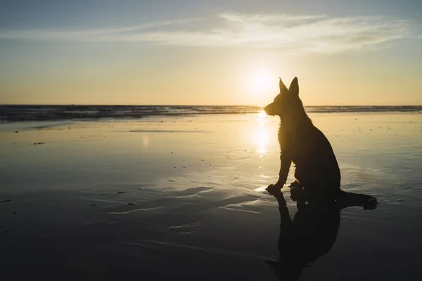 Kıyı Şeridinde Oturan Büyük Bir Köpeğin Silueti Denizin Üzerinde Gün — Stok fotoğraf