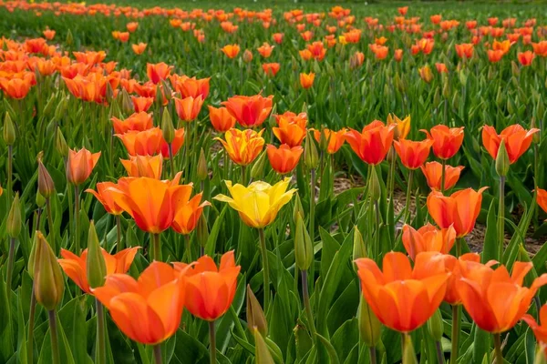 Tiro Nível Dos Olhos Uma Tulipa Amarela Crescendo Campo Muitas — Fotografia de Stock