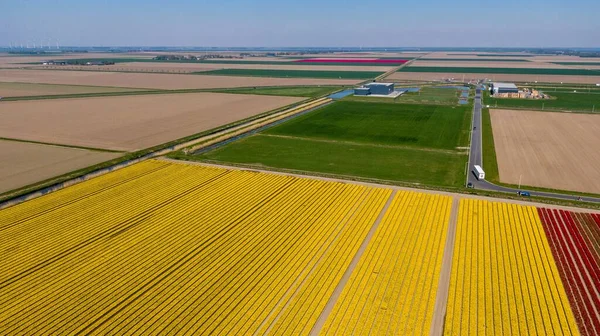 Een Luchtfoto Van Kleurrijke Tulpenvelden Het Voorjaar Nederland — Stockfoto