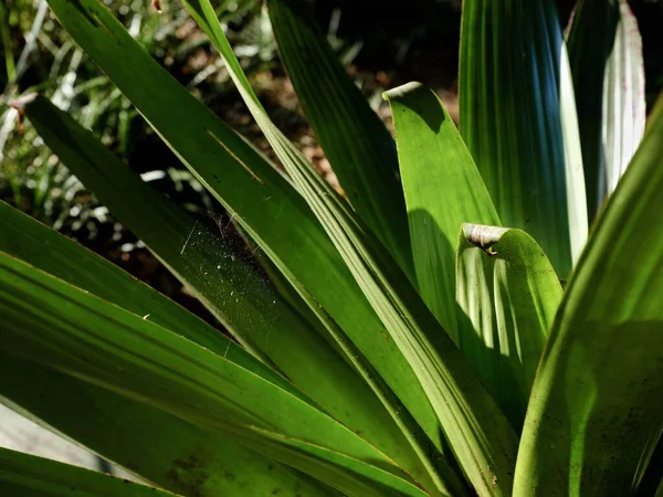 Detailní Záběr Aspidistra Elatior Listí Poli Pod Slunečním Světlem Rozmazaným — Stock fotografie