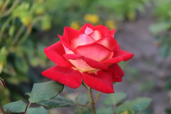 Zbliżenie Ujęcie Pięknej Czerwonej Róży Ogrodowej Otoczonej Zielonymi Liśćmi — Zdjęcie stockowe