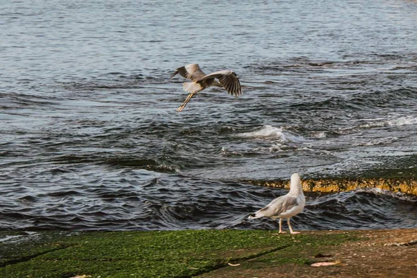 白天在海滨拍到的海鸟的浅浅的焦点 — 图库照片