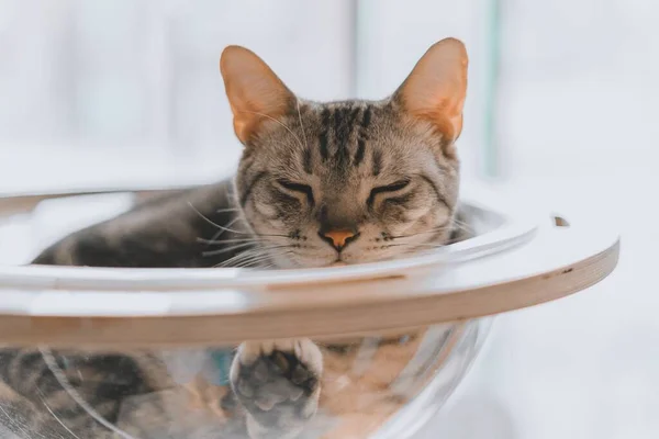 一只灰色的肥猫睡在碗里的特写镜头 — 图库照片