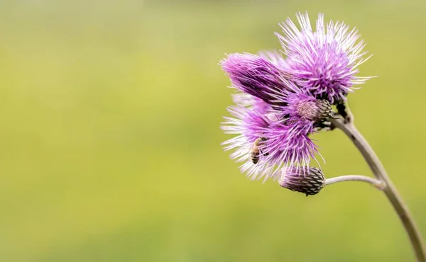 Tiro Close Uma Flor Mosto Serra Com Uma Abelha Fundo — Fotografia de Stock