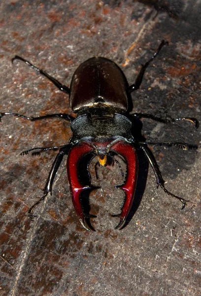 鋭い顎を持つルカヌス ケルベスの甲虫のオーバーヘッドショット — ストック写真