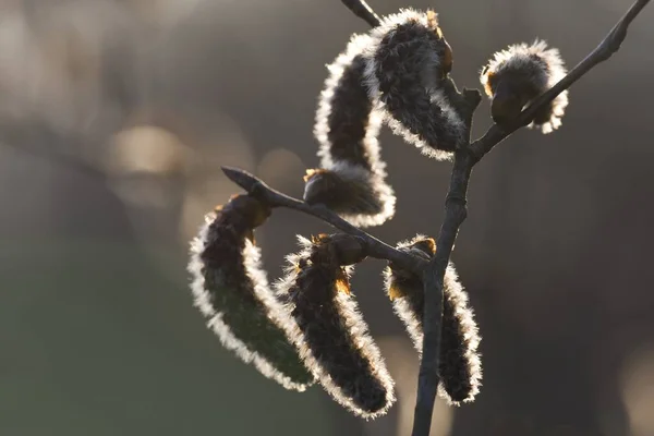 Een Close Shot Van Bloeiwijzen — Stockfoto